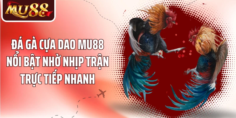 Đá gà cựa dao MU88 nổi bật nhờ nhịp trận trực tiếp nhanh