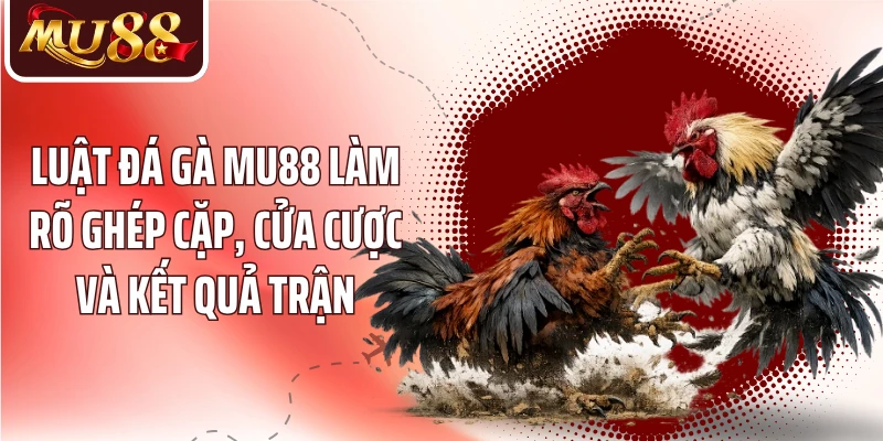 Luật đá gà MU88 làm rõ ghép cặp, cửa cược và kết quả trận